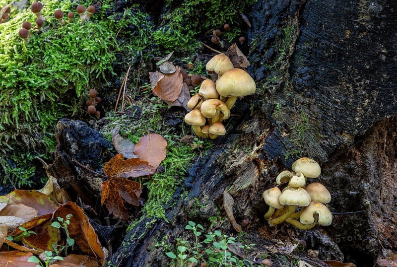 Fungi
