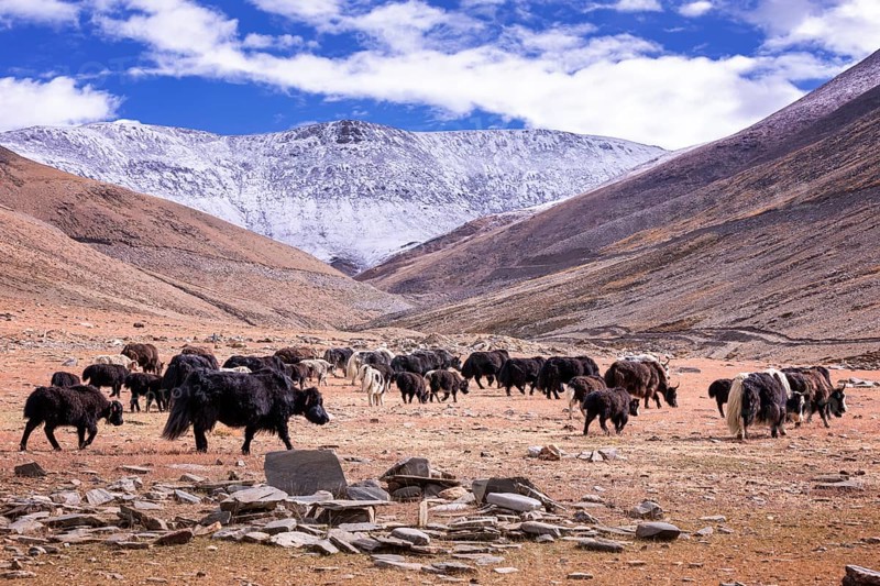 Domestic yak herder