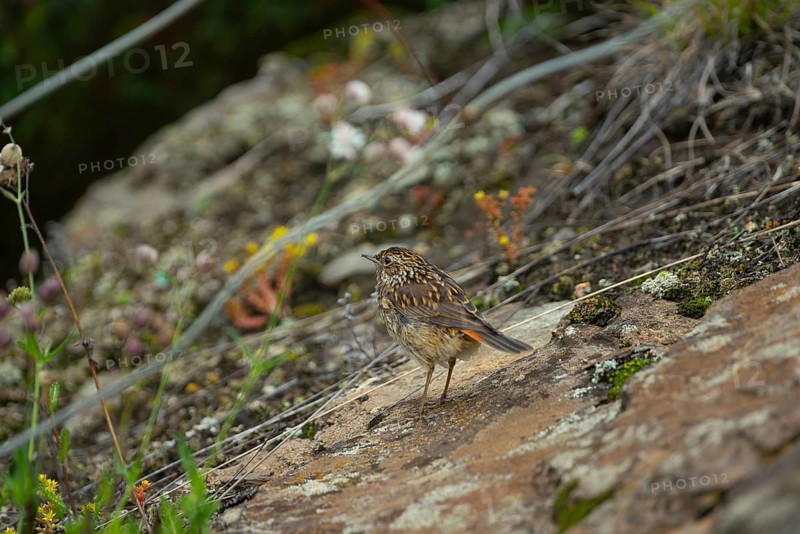 Bluethroat