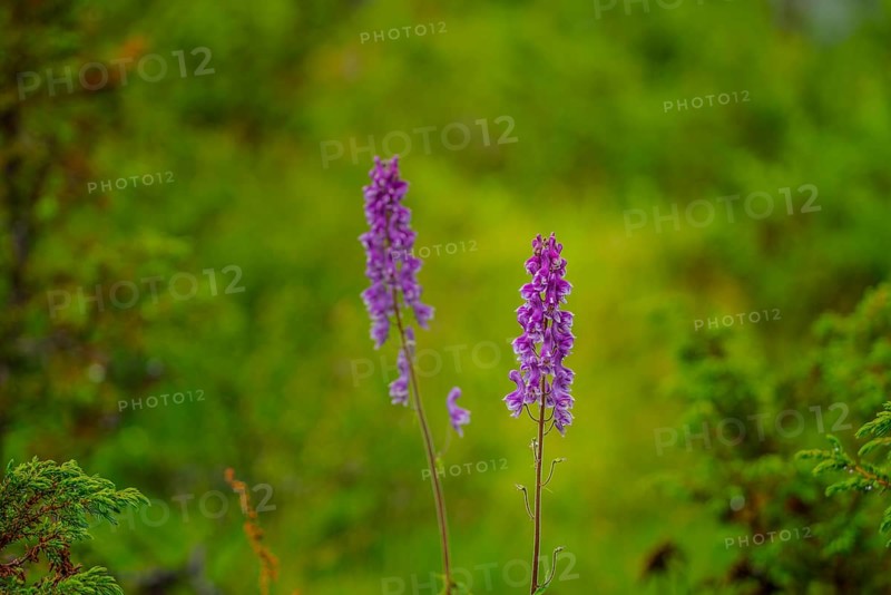 Northern Monkshood
