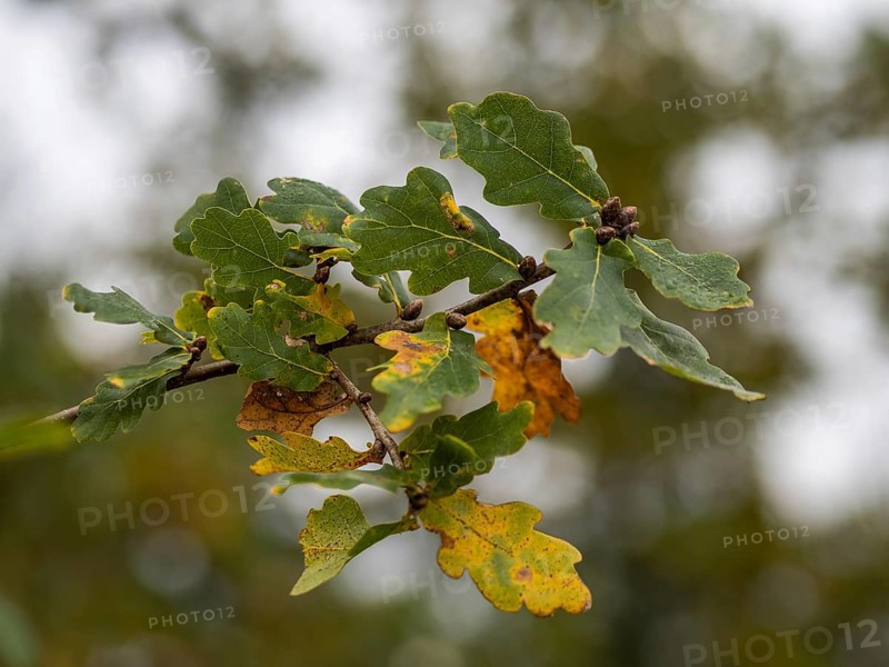 Autumn leaves on a branch