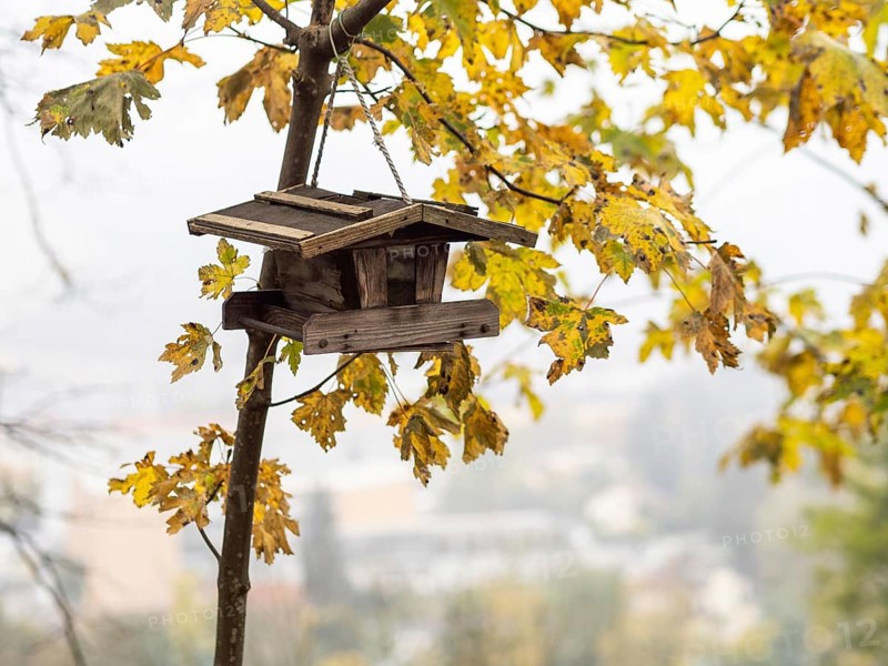 Bird house