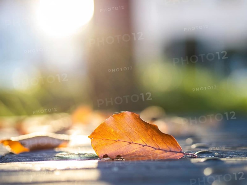 Autumn leaves backlit on a park table