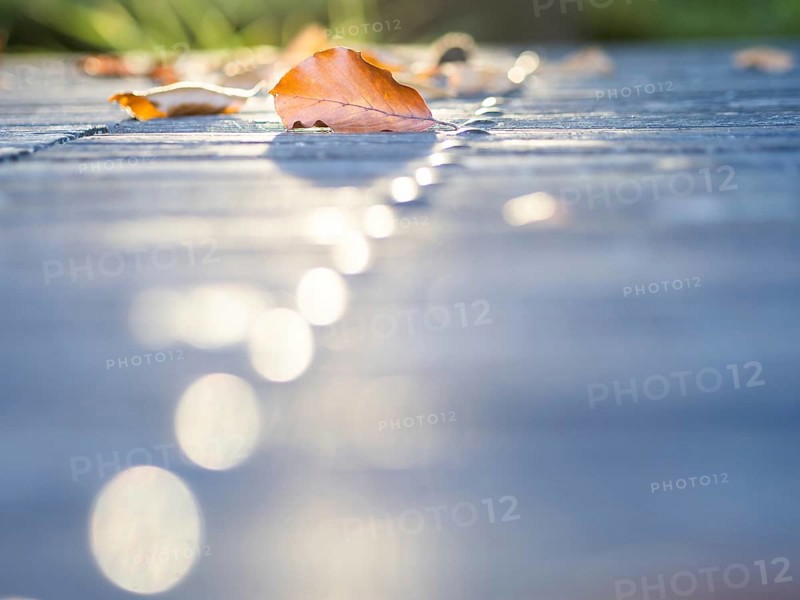 Autumn leaves backlit on a park table