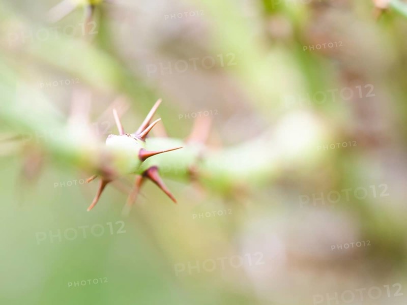 Thorns of roses