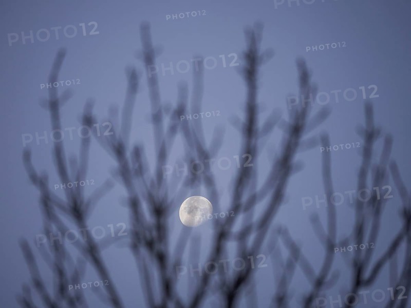 Moon behind branches