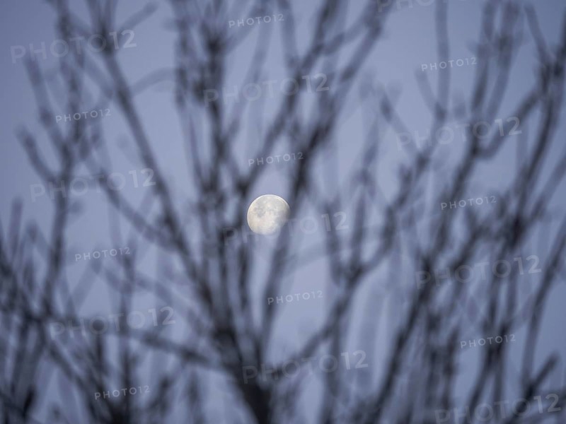 Moon behind branches