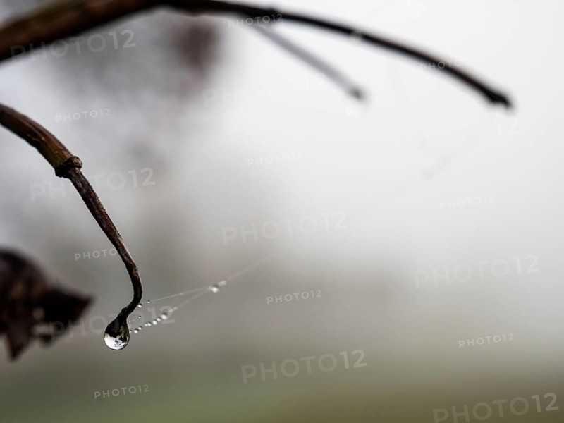 Dewdrops on a spider's web