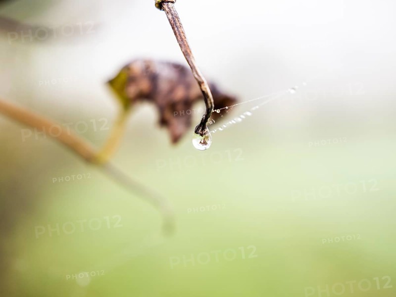 Dewdrops on a spider's web