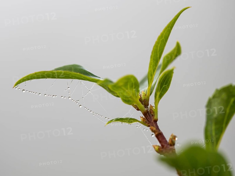 Dewdrops on a spider's web