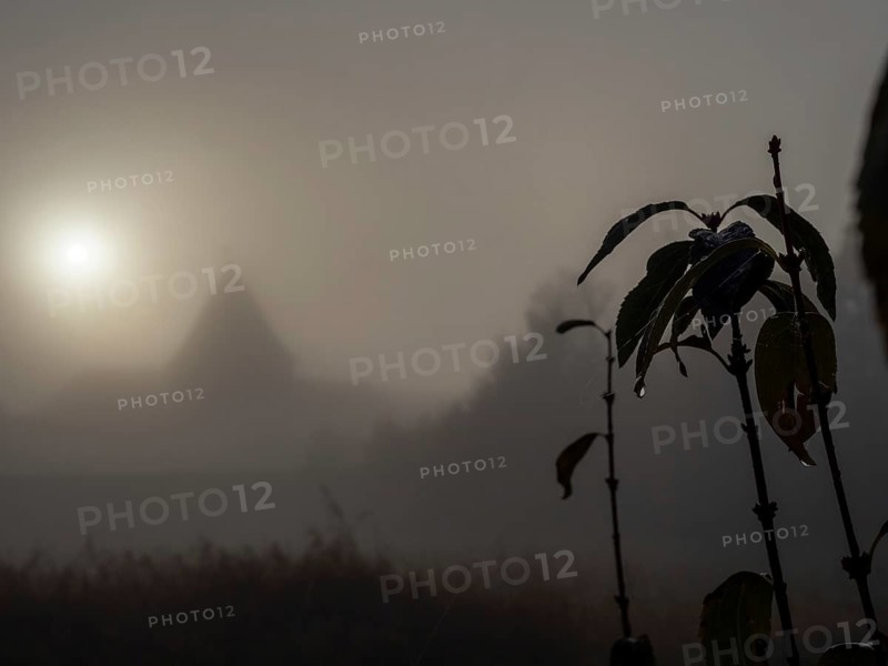 Raindrops on leaves