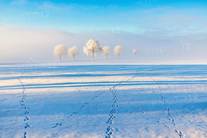 Paw prints in the snow on a field with trees in the fog in winter