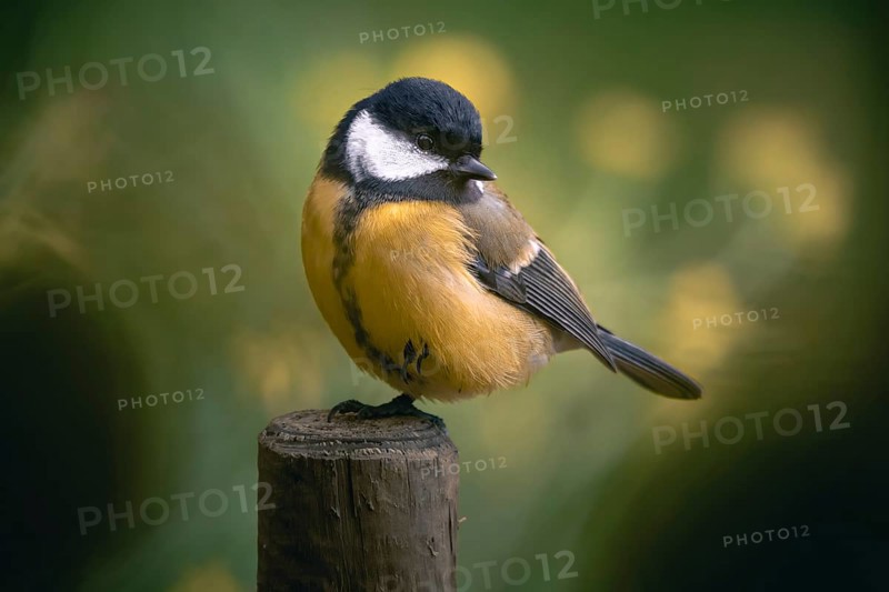 Great tit
