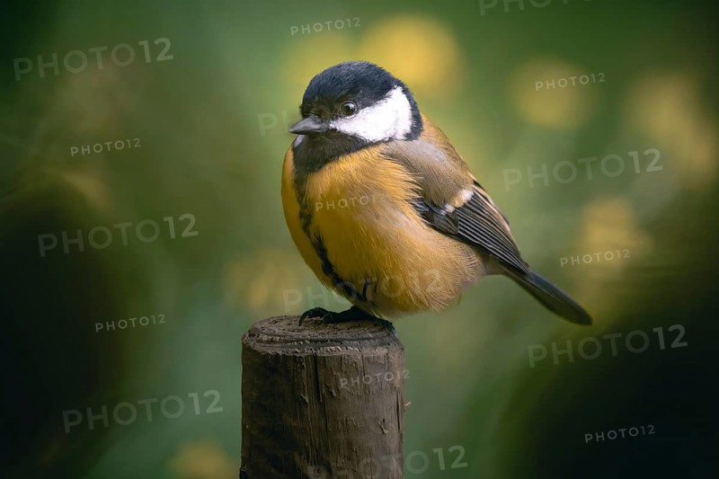 Great tit