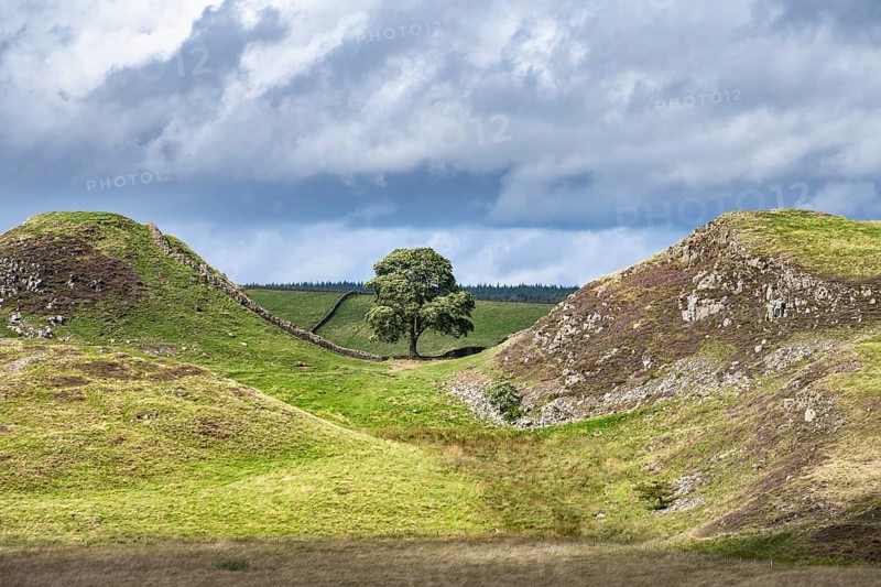 Sycamore Gap