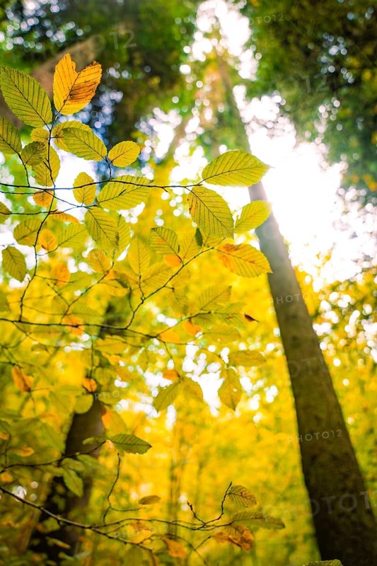 Leaves look up