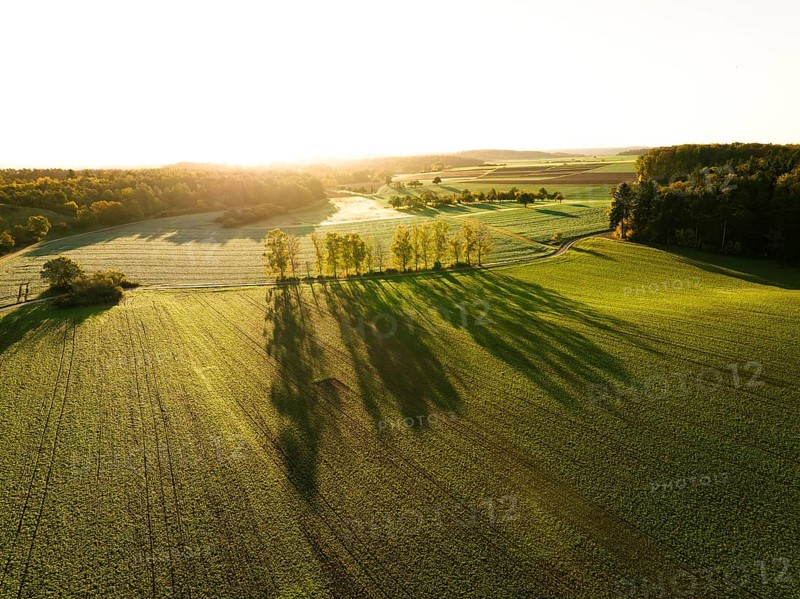 Row of birch trees in the light of the sunrise