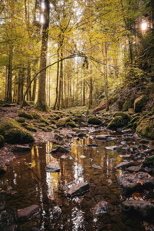 Small stream in autumn forest
