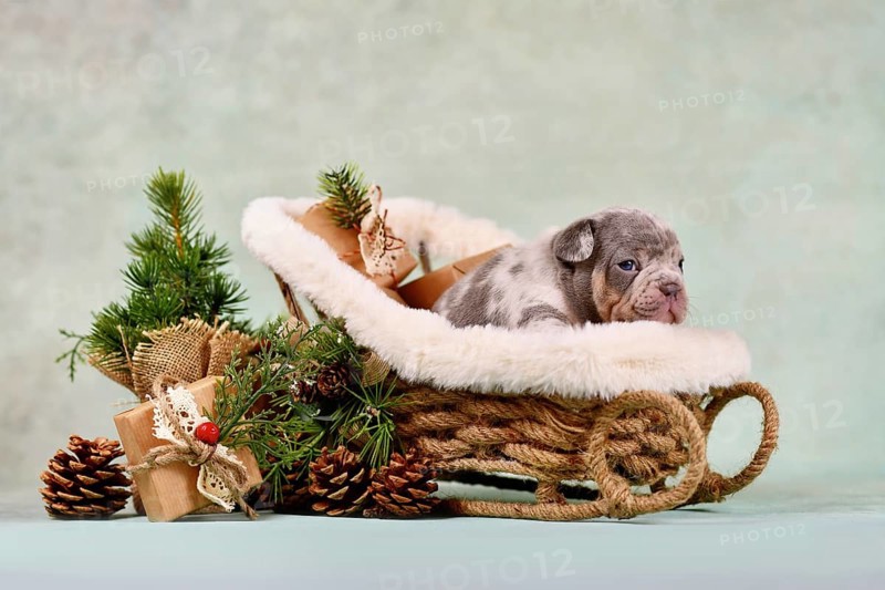 Young French Bulldog dog puppy in Christmas sleigh carriage surrounded by seasonal decoration