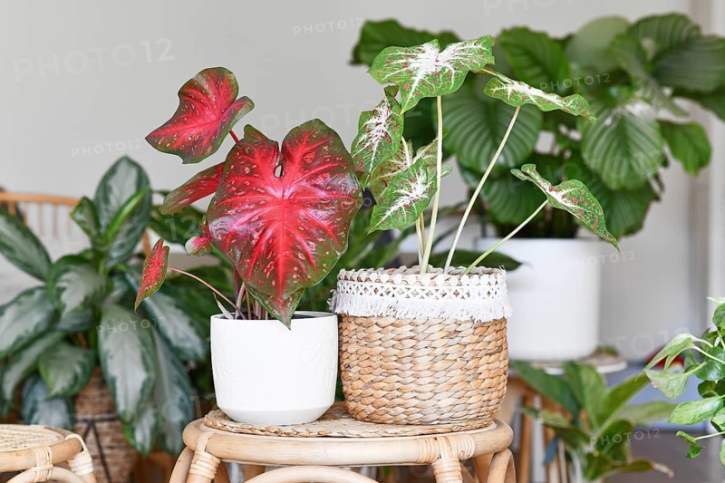 Multicolored exotic 'Caladium Red Flash' and 'Caladium Hearts Desire' houseplants in flower pots on table surrounded by many plants in living room