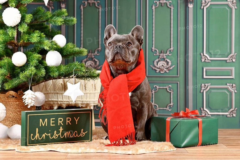 Cute black French Bulldog dog wearing red winter scarf next to Christmas tree and gift box