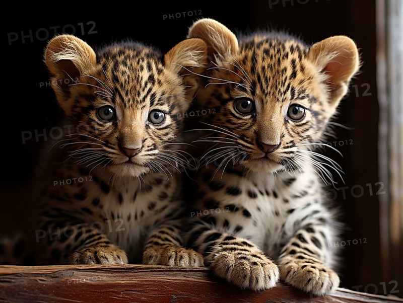 Two leopards puppies