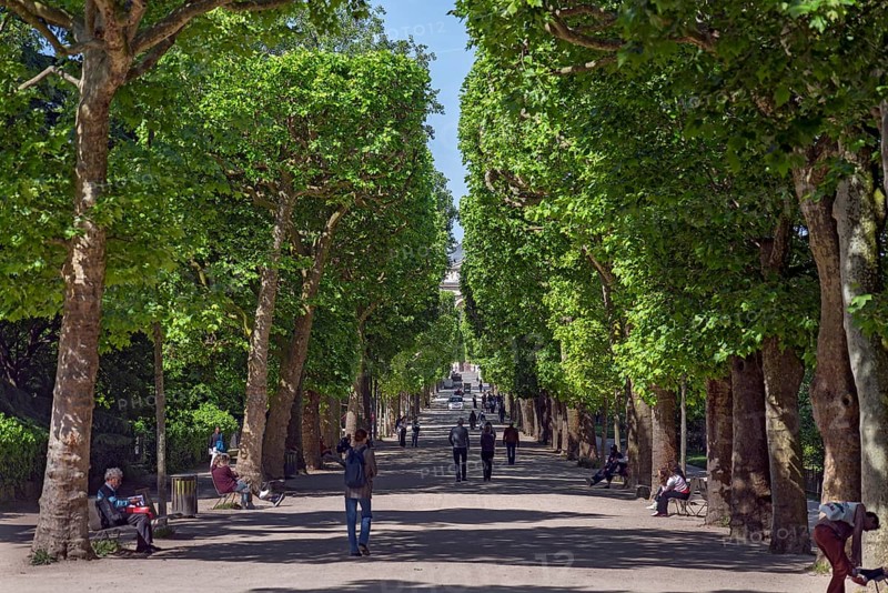Avenue of plane trees