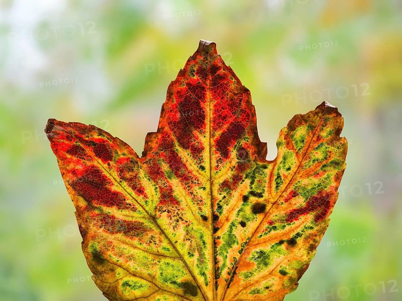 Leaf of a three-pointed maidenhair