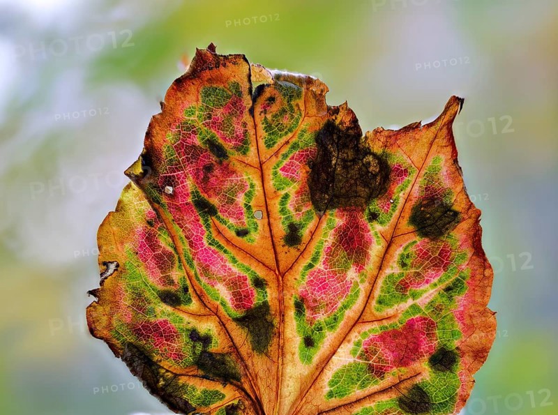 Leaf of a three-pointed maidenhair