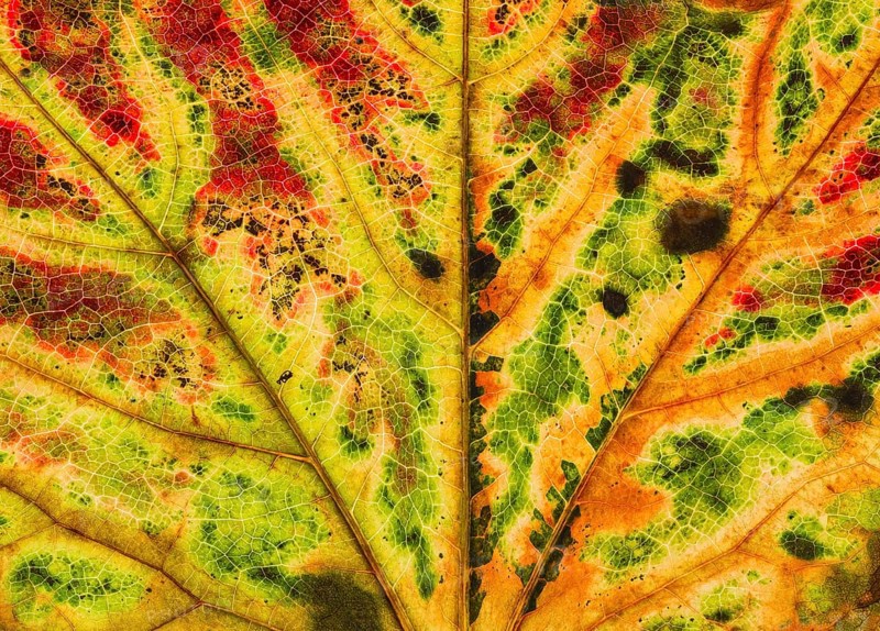 Detail of a leaf of a three-pointed maidenhair