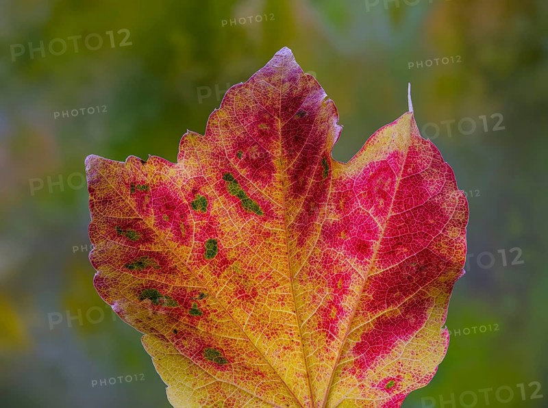 Leaf of a three-pointed maidenhair