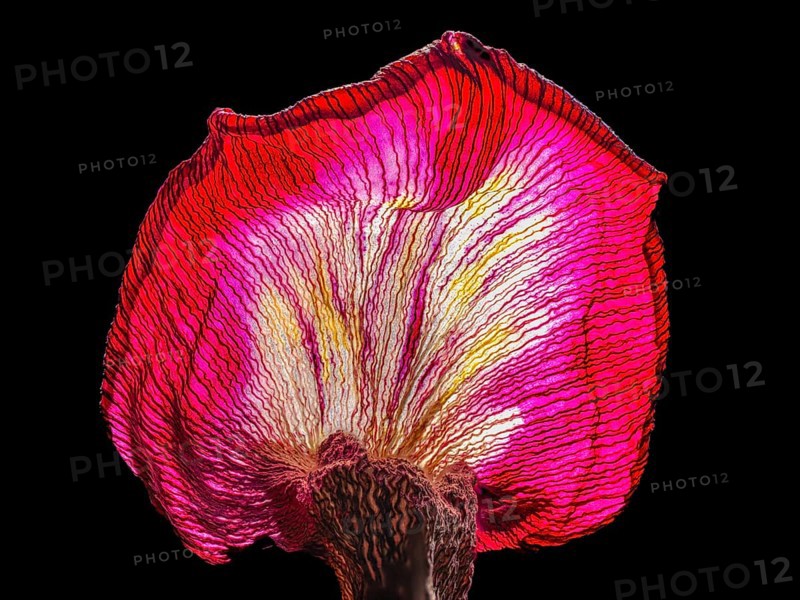 Withered leaf of a tulip