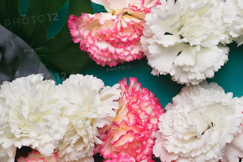 Beautiful white pink carnation flowers