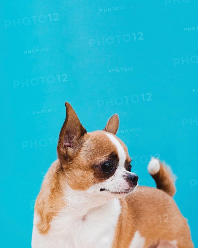 Chihuahua dog with ears up forward