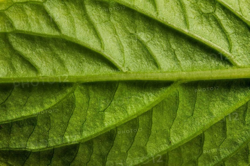 Close up green leaf nerves