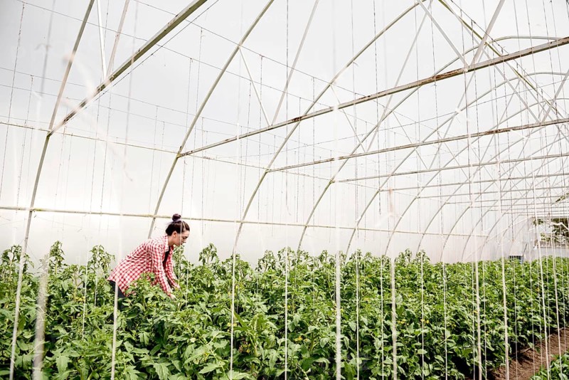 Farmer greenhouse harvesting veggies long shot