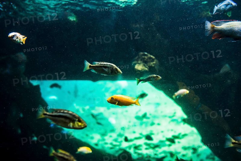 Fishes swimming sea