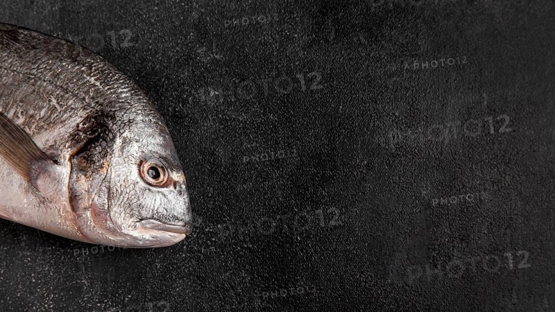 Half fish copy space