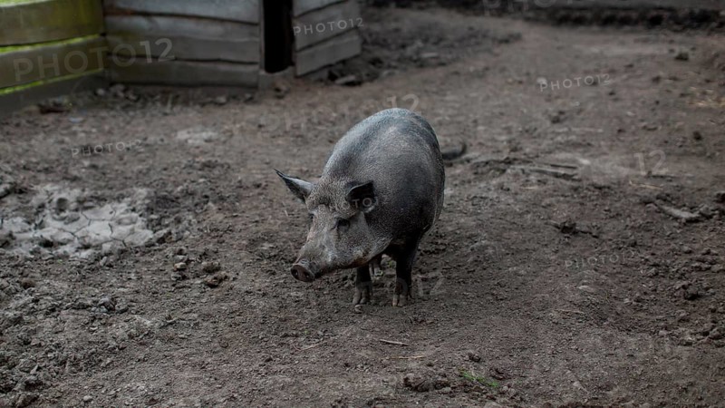 Pig farm