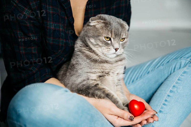 Serious cat sitting hands hostess