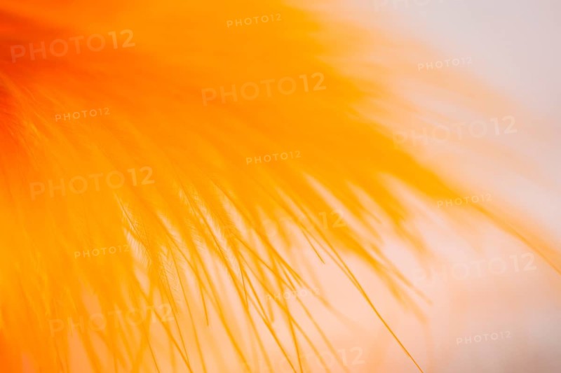 Set many abstract orange fibers