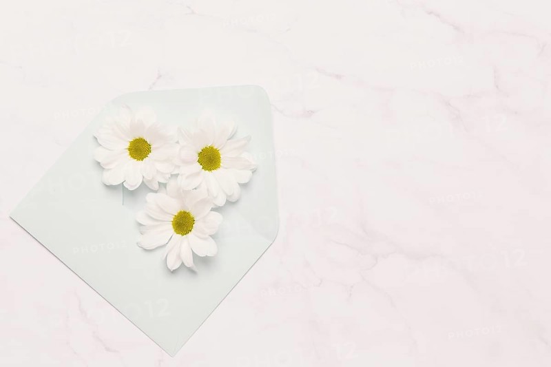 Three chamomiles envelope