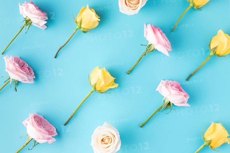 Top view blooming roses 3