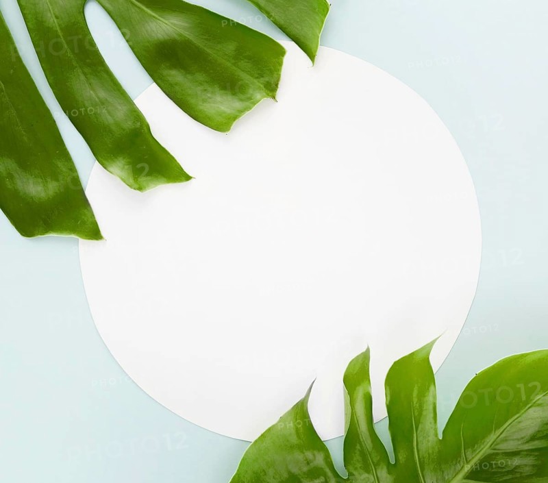 Top view two monstera leaves with copy space