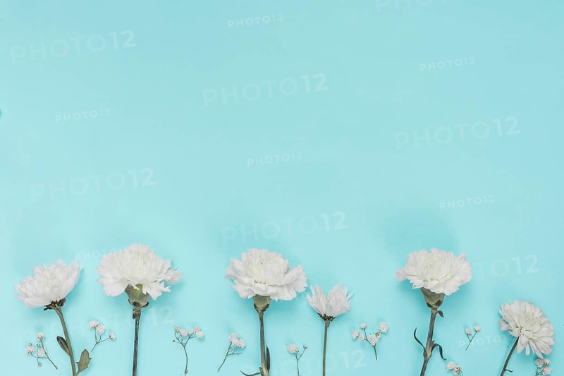 White carnation flowers blue table