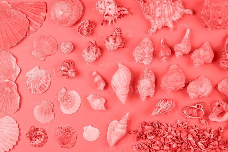 Assortment seashells coral color against background