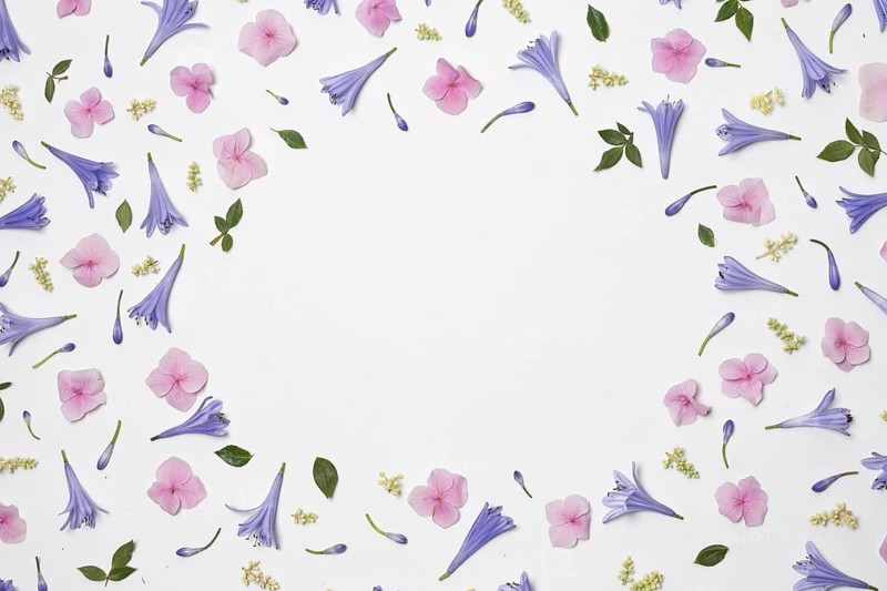 Collection wonderful violet flowers green foliage