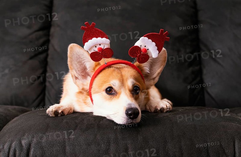 Cute corgi sitting couch