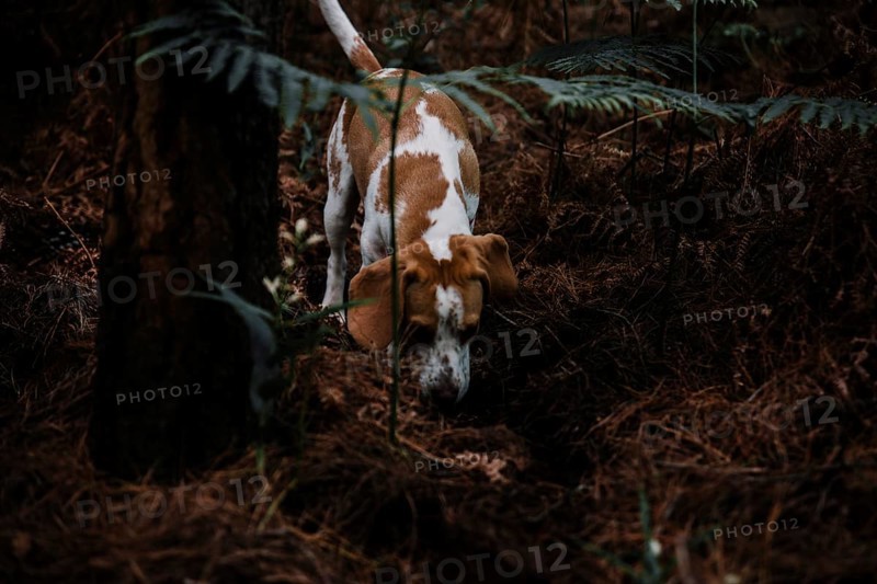 Dog foraging forest