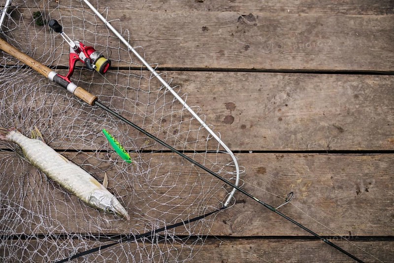 Freshly caught fish inside fishing net with fishing rod